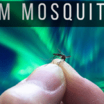 O país onde não existe mosquito
